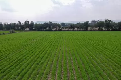 Sedrae abre convocatoria para que productores de Aguascalientes adquieran semilla de avena certificada con apoyo estatal y alto valor nutricional.