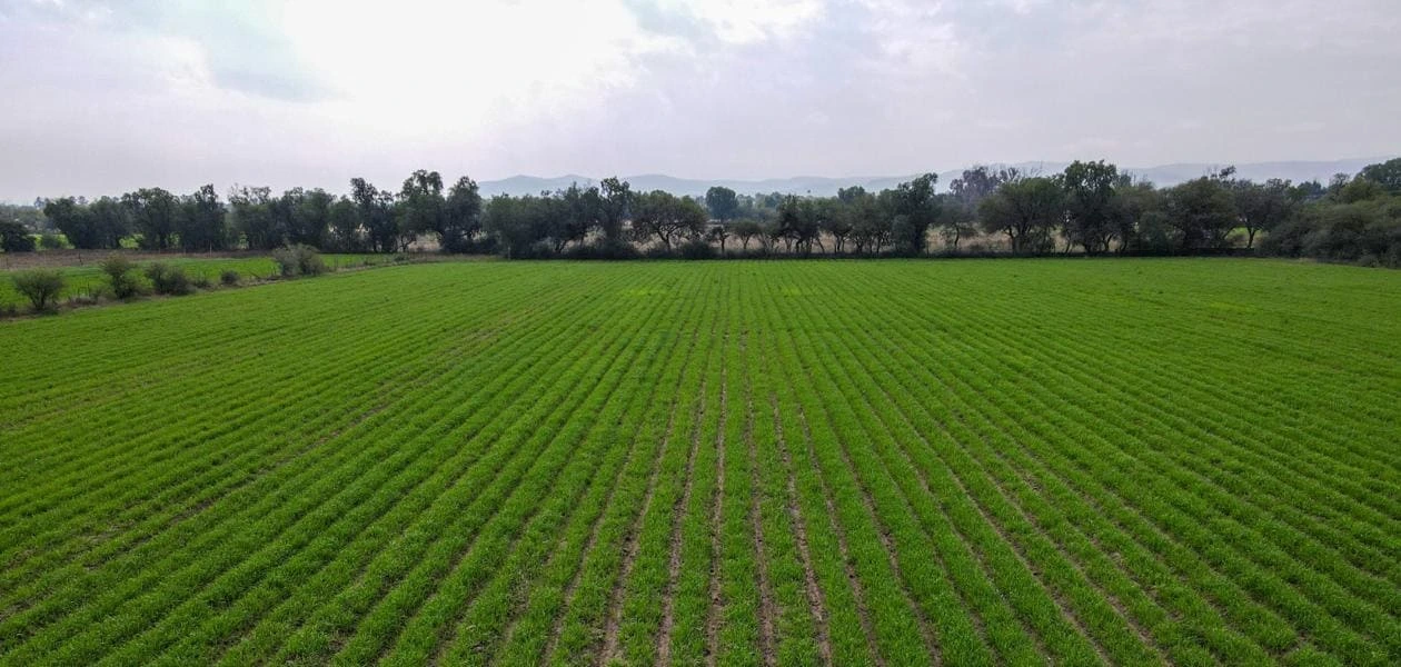 Sedrae abre convocatoria para que productores de Aguascalientes adquieran semilla de avena certificada con apoyo estatal y alto valor nutricional.