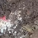 Ya fueron identificados los dos jóvenes encontrados en una fosa clandestina en Jesús María.