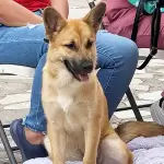Aguascalientes esterilización gatos perros
