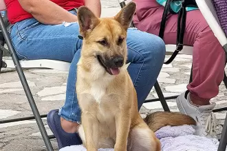 Aguascalientes esterilización gatos perros