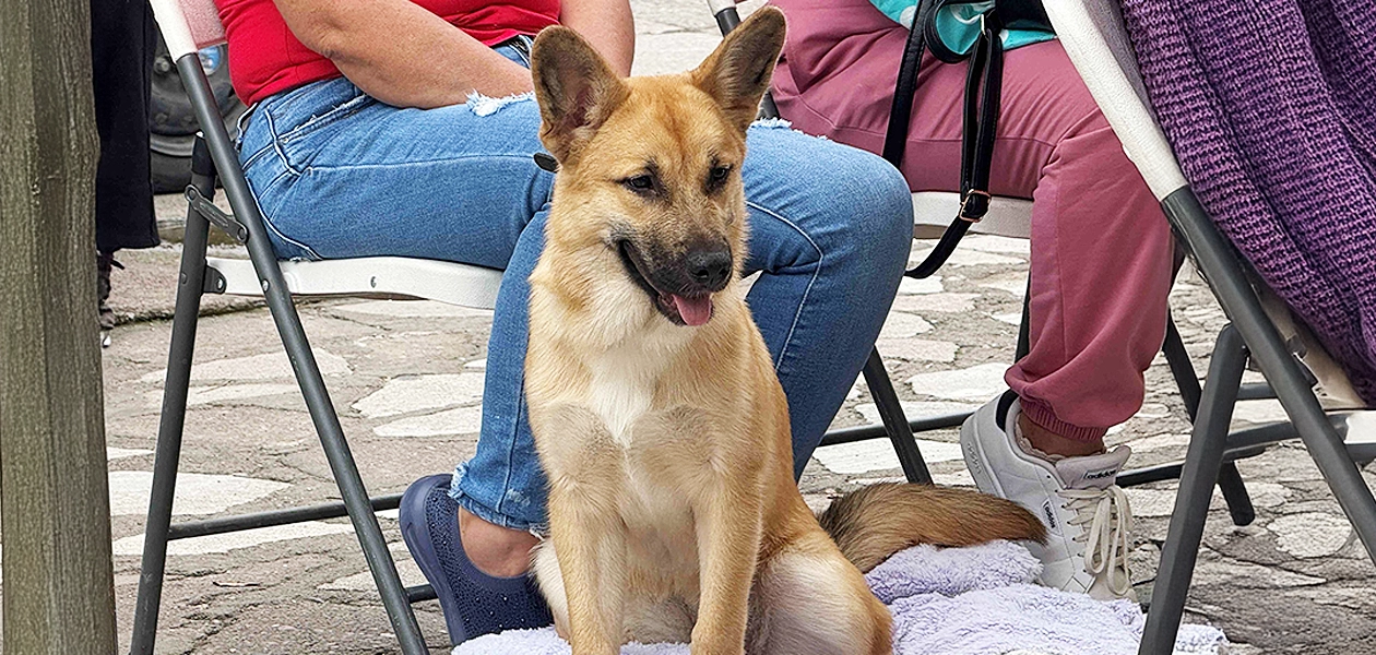Aguascalientes esterilización gatos perros