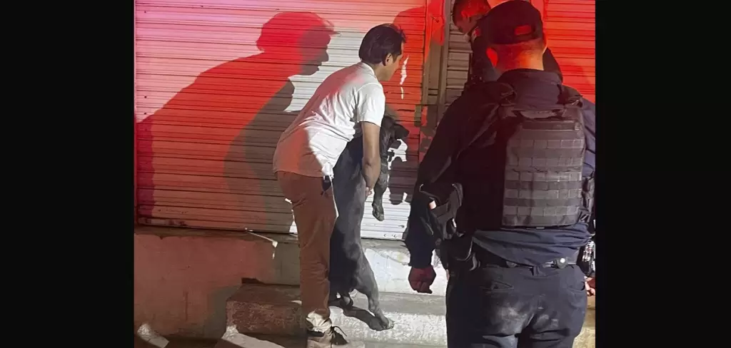 El hombre que se identifico como propietario de la marmoleria logro controlar a los animales encerrandolos en una bodega dentro del lugar