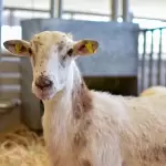 Sedrae abre convocatoria para que mujeres productoras reciban borregos y repueblen establos en Aguascalientes. Vigencia: 1 de sep. al 17 de oct.