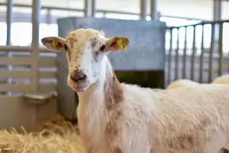 Sedrae abre convocatoria para que mujeres productoras reciban borregos y repueblen establos en Aguascalientes. Vigencia: 1 de sep. al 17 de oct.