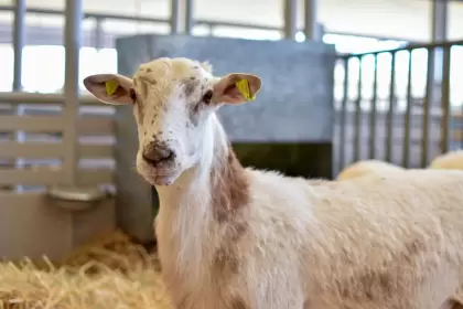 Sedrae abre convocatoria para que mujeres productoras reciban borregos y repueblen establos en Aguascalientes. Vigencia: 1 de sep. al 17 de oct.