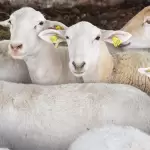 Convocatoria de Sedrae apoyará a mujeres del campo con paquetes de borregos para repoblar establos en Aguascalientes.