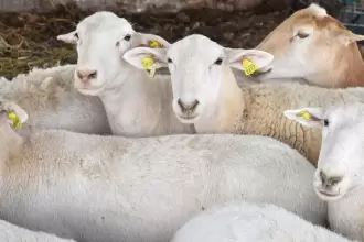 Convocatoria de Sedrae apoyará a mujeres del campo con paquetes de borregos para repoblar establos en Aguascalientes.