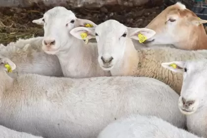 Convocatoria de Sedrae apoyará a mujeres del campo con paquetes de borregos para repoblar establos en Aguascalientes.