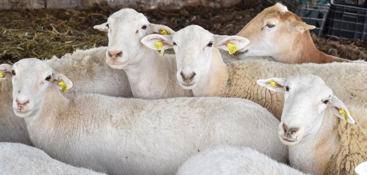 Convocatoria de Sedrae apoyará a mujeres del campo con paquetes de borregos para repoblar establos en Aguascalientes.