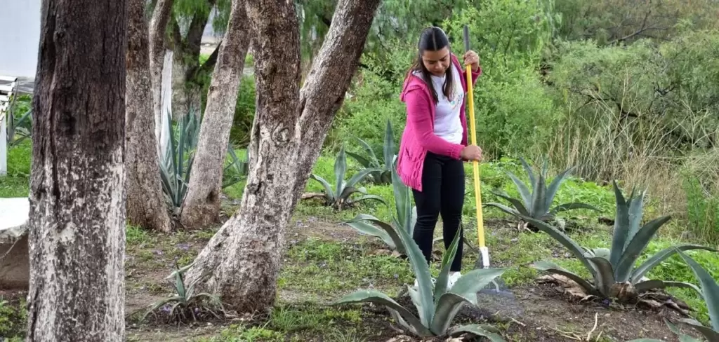Más de 14 mil familias en Aguascalientes se han beneficiado con el Programa de Empleo Temporal, que impulsa el trabajo comunitario y apoya la economía familiar.