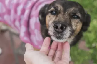 esterilización gratuita