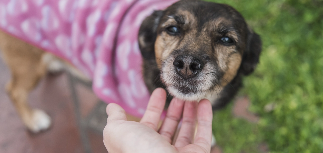 esterilización gratuita