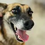 portadadiamundialdelperroadoptado