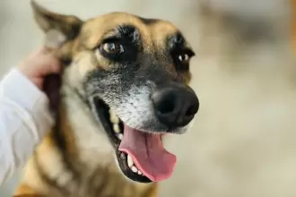 portadadiamundialdelperroadoptado