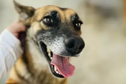 portadadiamundialdelperroadoptado