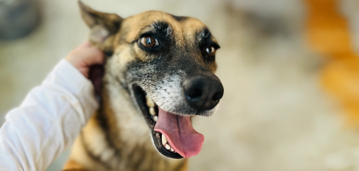 portadadiamundialdelperroadoptado