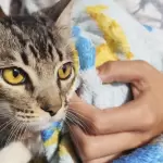 Aguascalientes esterilización