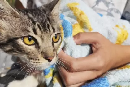 Aguascalientes esterilización