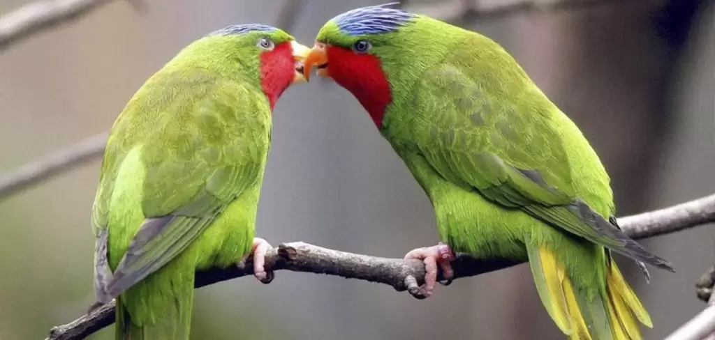 Aves Fotografía de El Universal