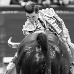 Decidido en todo momento se mostró Bruno Aloi en su última actuación novilleril en Madrid. (Fotos: Juanelo y Plaza 1)