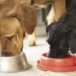 Dia Mundial del Animal 2025