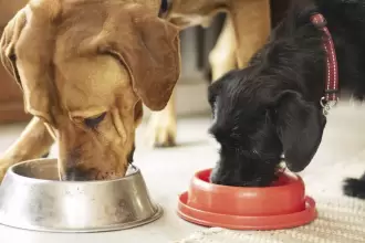 Dia Mundial del Animal 2025