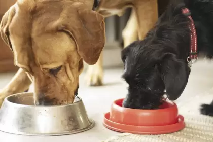 Dia Mundial del Animal 2025