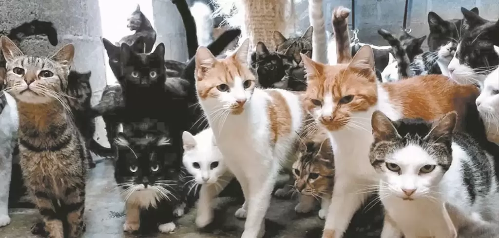 Gatitos Fotografía de El Universal