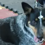 La Proespa ofrece servicios veterinarios gratuitos este viernes 10 de octubre en La Congoja, San José de Gracia. ¡Esteriliza, vacuna y cuida a tu mascota!