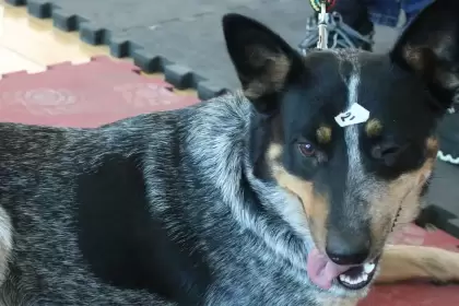 La Proespa ofrece servicios veterinarios gratuitos este viernes 10 de octubre en La Congoja, San José de Gracia. ¡Esteriliza, vacuna y cuida a tu mascota!