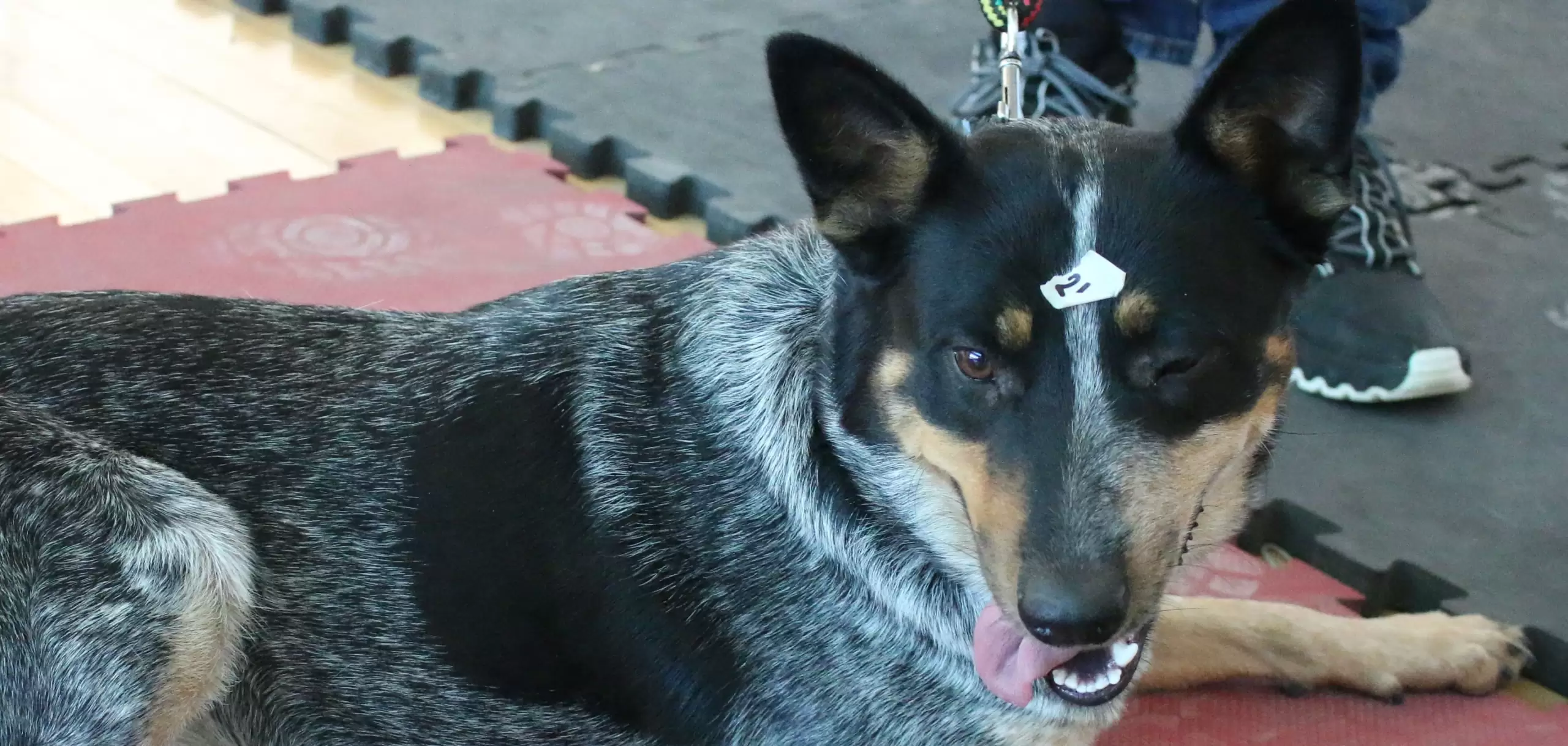 La Proespa ofrece servicios veterinarios gratuitos este viernes 10 de octubre en La Congoja, San José de Gracia. ¡Esteriliza, vacuna y cuida a tu mascota!