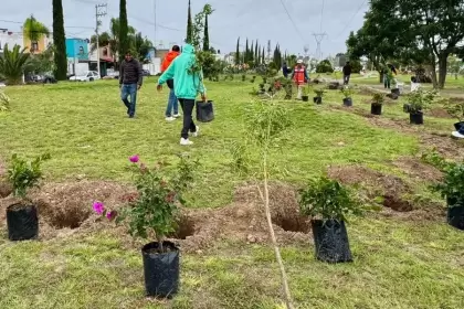 Aguascalientes concluyó la campaña “Árboles Fuertes, Huellas Gigantes 2025” con más de 125 mil árboles sembrados y una meta de 500 mil en la actual gestión.