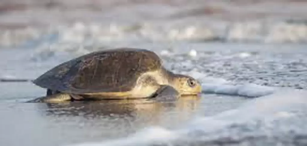 Tortugas Fotografía de El Universal