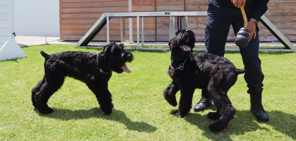La Policía Estatal de Aguascalientes presenta a Delta y Ranger, cachorros schnauzer gigante que se entrenan como binomios K9 para búsqueda y detección de explosivos.
