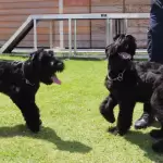 La Policía Estatal de Aguascalientes presenta a Delta y Ranger, cachorros schnauzer gigante que se entrenan como binomios K9 para búsqueda y detección de explosivos.