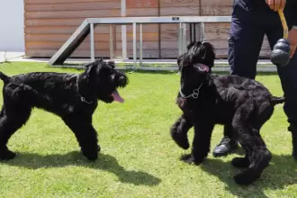 La Policía Estatal de Aguascalientes presenta a Delta y Ranger, cachorros schnauzer gigante que se entrenan como binomios K9 para búsqueda y detección de explosivos.