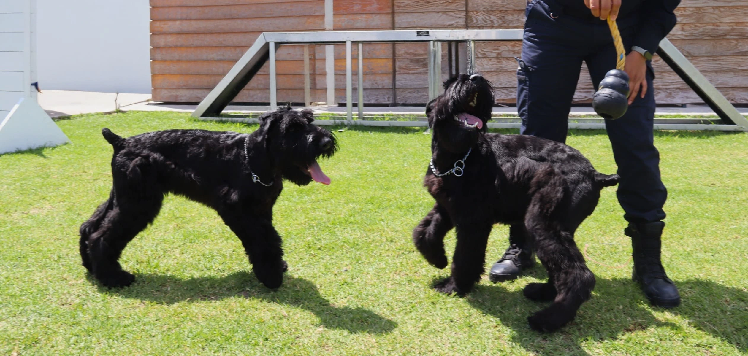 La Policía Estatal de Aguascalientes presenta a Delta y Ranger, cachorros schnauzer gigante que se entrenan como binomios K9 para búsqueda y detección de explosivos.