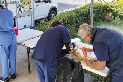 Aguascalientes esterilizaciones