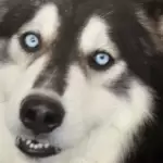 El Gobierno de Aguascalientes llevará atención veterinaria gratuita a Tepezalá, San Francisco de los Romo y Cosío con servicios médicos, vacunación y esterilización.