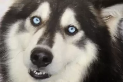 El Gobierno de Aguascalientes llevará atención veterinaria gratuita a Tepezalá, San Francisco de los Romo y Cosío con servicios médicos, vacunación y esterilización.