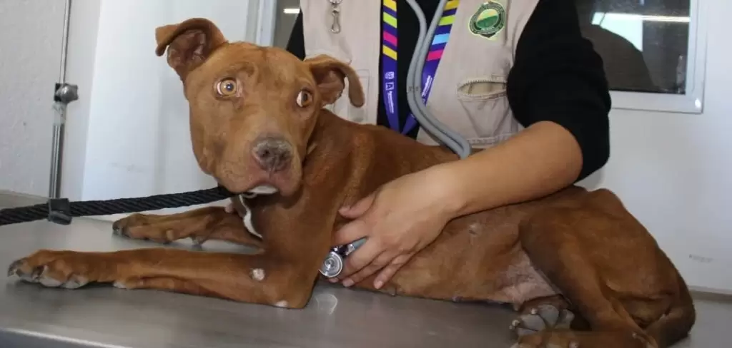 Ramona fue rescatada por la Proespa tras sufrir maltrato; gracias a la adopción responsable, hoy vive una nueva vida llena de amor y esperanza.