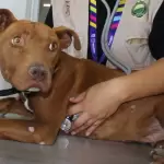 Ramona fue rescatada por la Proespa tras sufrir maltrato; gracias a la adopción responsable, hoy vive una nueva vida llena de amor y esperanza.