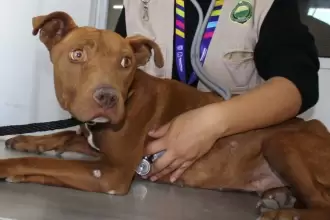 Ramona fue rescatada por la Proespa tras sufrir maltrato; gracias a la adopción responsable, hoy vive una nueva vida llena de amor y esperanza.