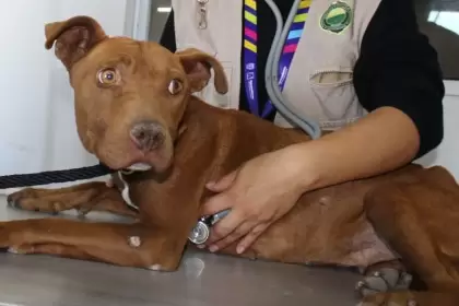 Ramona fue rescatada por la Proespa tras sufrir maltrato; gracias a la adopción responsable, hoy vive una nueva vida llena de amor y esperanza.