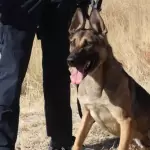 El Grupo K9 de Aguascalientes, con 23 perros entrenados, apoya en detección, rescate y prevención; su olfato y disciplina salvan vidas todos los días.