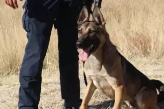 El Grupo K9 de Aguascalientes, con 23 perros entrenados, apoya en detección, rescate y prevención; su olfato y disciplina salvan vidas todos los días.