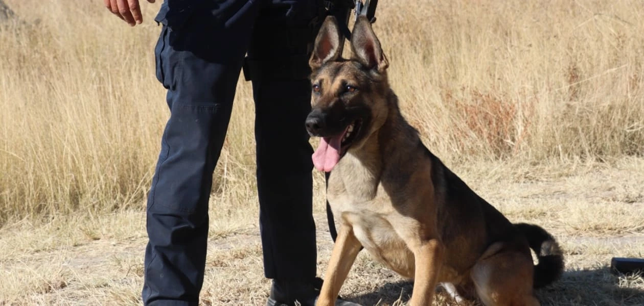 El Grupo K9 de Aguascalientes, con 23 perros entrenados, apoya en detección, rescate y prevención; su olfato y disciplina salvan vidas todos los días.