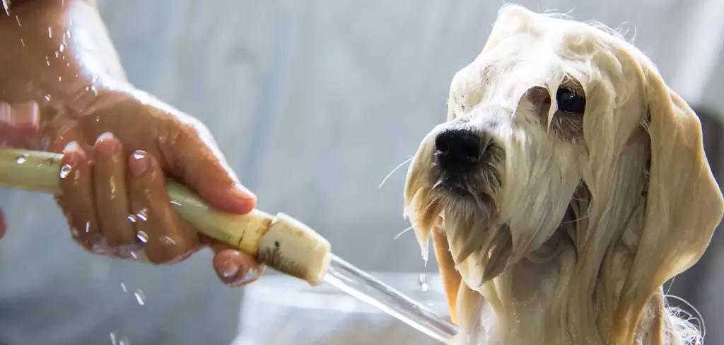 Perro siendo bañado dentro de casa durante el invierno para evitar enfermedades