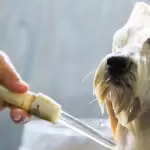 Perro siendo bañado dentro de casa durante el invierno para evitar enfermedades